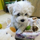 Kr�sn� �t���tka malt�tina