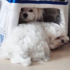 Kr�sn� �t���tka malt�tina