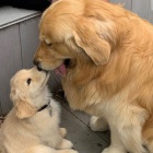 roztomil� �t���tka zlat�ho retr�vra