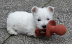 mini West Highland Terrier  �t��ata ochotn� m�t nov� domovy