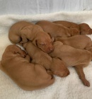 Ma�arsk� �t���tka Vizsla K adopci.