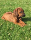 �t��ata rhod�sk�ch ridgeback� k adopci.