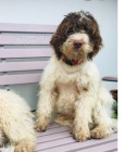 Lagotto Romagnolo �t��ata K adopci.