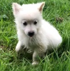 Roztomil� �t���tka Pomsk�ho k adopci.