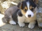 Kr�sn� �t���tka Pembroke Welsh Corgi
