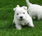 2  West Highland Terrier mini �t��ata ochotn� m�t nov� domovy