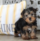 jork��rsk� teri�r