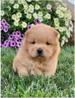 �t��ata samc� a samic chow chow jsou p�ipravena k adopci.