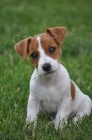 �t��ata Jack Russell Terrier