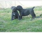 Velkolep� �t���tka Cane Corso