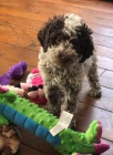 �t��ata Lagotto Romagnolo  k adopci