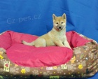Zdrav� �t��ata Shiba Inu k adopci
