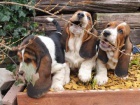 roztomil� �t���tka BASSET HOUND k adopci