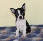 �t��ata Boston Terrier k adopci