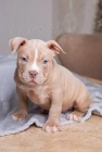 ڞasn� �t��ata Pitbull Terrier k adopci