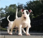 Samci a samice �t��at Bull Terrier k adopci