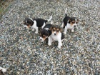 �t��ata Beagle jsou k dispozici