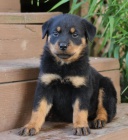 Atraktivn� �t��ata rotvajler� pro dobr� domov