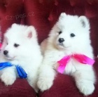 ڞasn� samojedsk� �t���tka k adopci