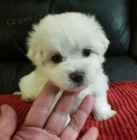 Drobn� miniaturn� kr�sn� maltsk� �t���tka