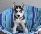 �umiv� �t���tka sibi�sk�ho husky k dispozici