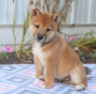 ڞasn� �t��ata Shiba Inu jsou k dispozici
