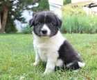 Drah� �t���tka Border Collie pro dobr� domov