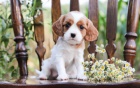 Miluj�c� kaval�r King Charles Spaniel