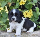 Teddy Bear �t��ata pro dobr� domov