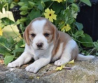 Kr�sn� �t���tka Beagle pro dobr� domov