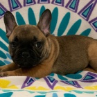 roztomil� �t��ata francouzsk�ho buldo�ka.