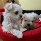 roztomil� maltsk� �t��ata.