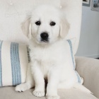 roztomil� �t���tka zlat�ho retr�vra