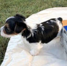 Biewer Jork��r�t� teri��i