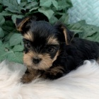 Jork��rsk� teri�r mini