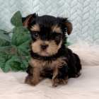 Jork��rsk� teri�r mini