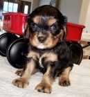 King Charles �pan�l �t��ata