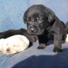 roztomil� �t���tka labradorsk�ho retr�vra.