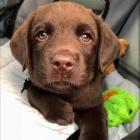 roztomil� �t���tka labradorsk�ho retr�vra.