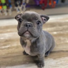 roztomil� �t��ata francouzsk�ho buldo�ka.