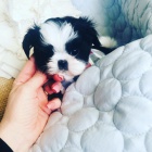 roztomil� shih tzu �t��ata.