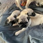 roztomil� Mops �t��ata