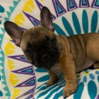 roztomil� �t��ata francouzsk�ho buldo�ka.