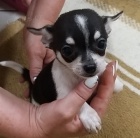 �ivava �t���tka bez PP