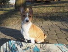 2 Basenji loveck� �t��ata muzy a zeny