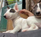 Miniaturn� �t��ata BullTerrier pro nov� domovy