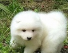 Samci a �t��ata samojed� k adopci