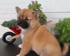ڞasn� �t��ata Shiba Inu pro dobr� domovy