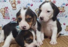 Kr�sn� �t���tka Beagle k dispozici