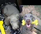 Sladk� Weimaraner �t���tka k adopci